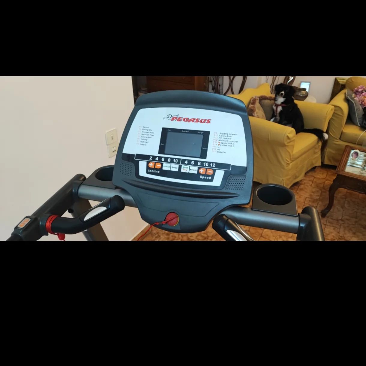 446544858_339764352224958_2000915539319907022_n